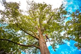 Best Leaf Removal  in Aurora, MO