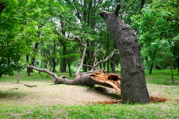 How Our Tree Care Process Works  in  Aurora, MO