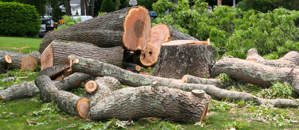 Best Firewood Processing and Delivery  in Aurora, MO