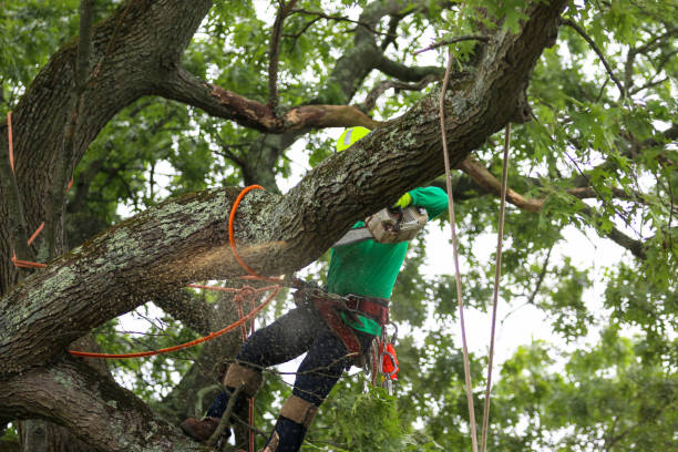 Best Fruit Tree Pruning  in Aurora, MO