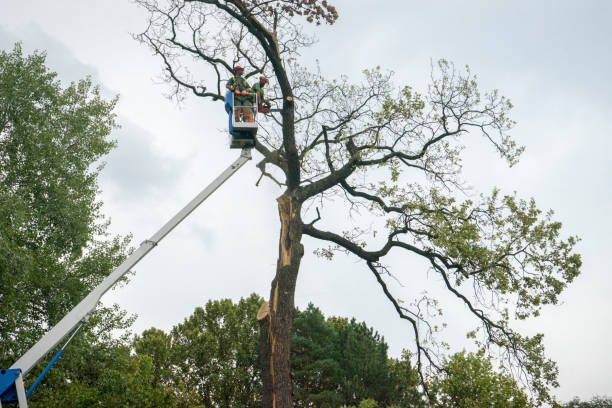 Professional Tree Care in Aurora, MO