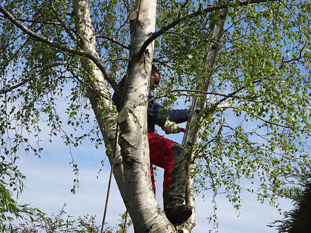 Best Hazardous Tree Removal  in Aurora, MO