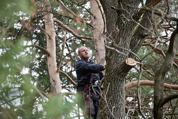 Aurora, MO Tree Care Company