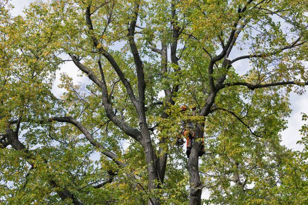 Best Storm Damage Tree Cleanup  in Aurora, MO